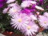 047_Barracca Gardens.jpg